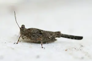 Caelifera: Grasshopper - (Ortoptera order)