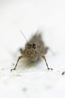 Caelifera: Grasshopper - (Ortoptera order)