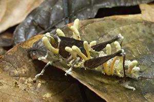 Parasitism: Grasshopper parasitized by a fungus