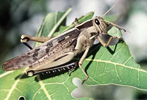 Grasshopper: GRASSHOPPER - on pawpaw