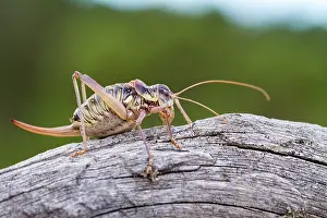 Ensifera: Grasshopper (Platycleis) male, Teruel (Spain)