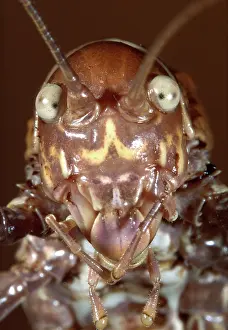 Ephippiger: Grasshopper - portrait