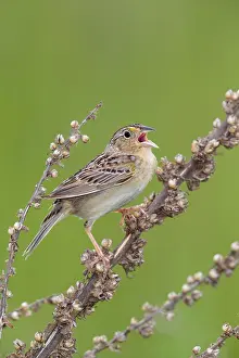 Ammodramus: Grasshopper Sparrow