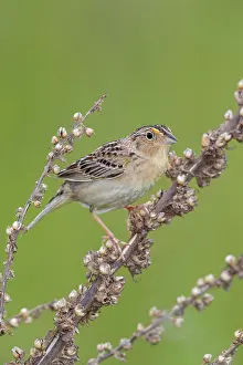 Ammodramus: Grasshopper Sparrow