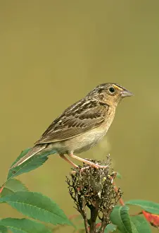 Ammodramus: Grasshopper Sparrow