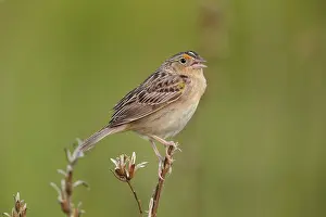 Sparrows: Grasshopper Sparrow Ammodramus savannarum singing on t
