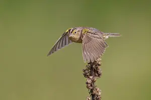 Ammodramus: Grasshopper Sparrow Ammodramus savannarum on territory