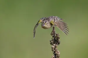 240517: Grasshopper Sparrow Ammodramus savannarum on territory