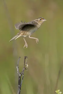 240517: Grasshopper Sparrow Ammodramus savannarum on territory
