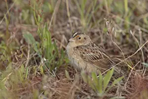 150617: Grasshopper Sparrow in field
