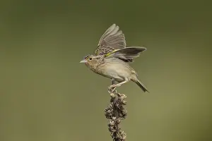 150617: Grasshopper Sparrow in field
