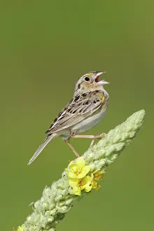 Ammodramus: Grasshopper Sparrow - on territory