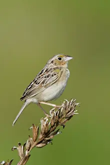 Prairies: Grasshopper Sparrow - on territory