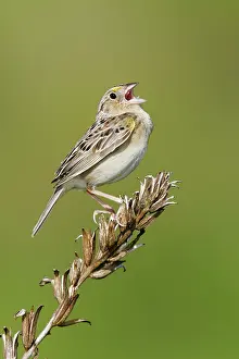 Prairies: Grasshopper Sparrow - on territory