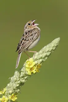 Prairies: Grasshopper Sparrow - on territory