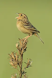 Prairies: Grasshopper Sparrow - on territory