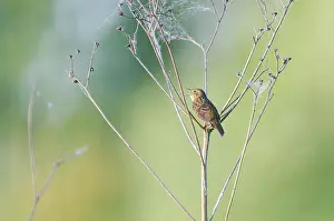 Locustella: Grasshopper Warbler