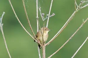 Locustella: Grasshopper Warbler