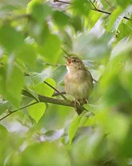 Locustella: Grasshopper Warbler