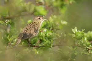 Scattered: Grasshopper Warbler