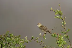Scattered: Grasshopper Warbler