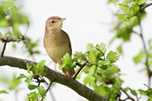 Locustella: Grasshopper Warbler