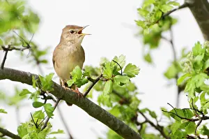 Locustella: Grasshopper Warbler