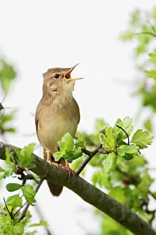 Locustella: Grasshopper Warbler