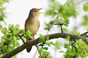 Locustella: Grasshopper Warbler