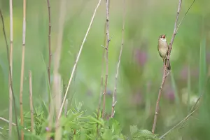 Locustella: Grasshopper Warbler