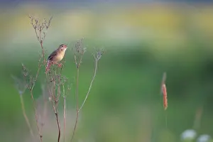 Locustella: Grasshopper Warbler