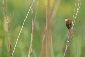 Locustella: Grasshopper Warbler