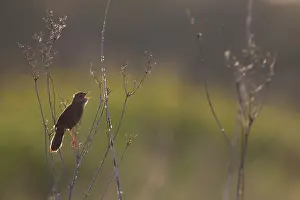 Locustella: Grasshopper Warbler