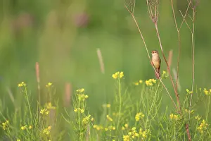 Cole: Grasshopper Warbler
