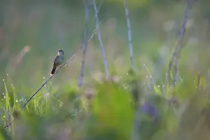 Locustella: Grasshopper Warbler