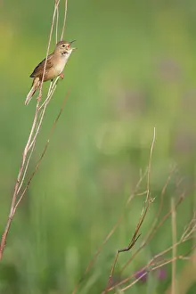 Locustella: Grasshopper Warbler