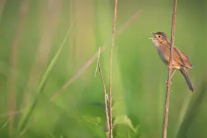 Locustella: Grasshopper Warbler