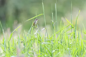 Locustella: Grasshopper Warbler