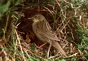 Begging: GRASSHOPPER WARBLER - adult and young at nest