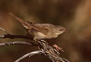 Ticks: GRASSHOPPER WARBLER - on branch, with tick