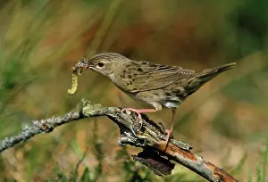 Locustella: Grasshopper Warbler - with food in beak