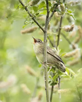 Locustella: Grasshopper Warbler (Locustella naevia) singing