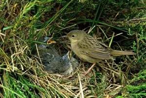 Locustella: GRASSHOPPER WARBLER - AT NEST