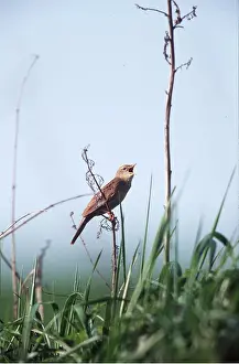 Grasshopper: GRASSHOPPER WARBLER - perched on branch