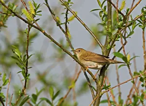 Locustella: Grasshopper Warbler - perched in willow bush with katkins