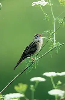 Locustella: Grasshopper WARBLER - Singing from perch in Wild Angelica