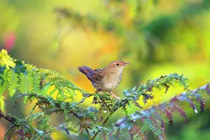 Locustella: Grasshopper Warbler - Summer - on Bracken