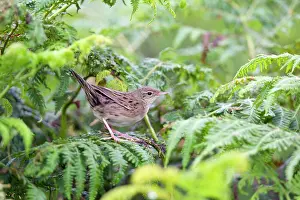 Locustella: Grasshopper Warbler - Summer - on Bracken