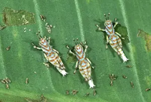 Grasshoppers: Grasshoppers Feeding