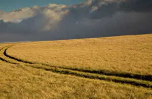 Footpaths: Grassland with approaching storm Golden Gate Highlands